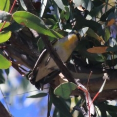 Pardalotus striatus (Striated Pardalote) at Downer, ACT - 27 Dec 2020 by Rixon