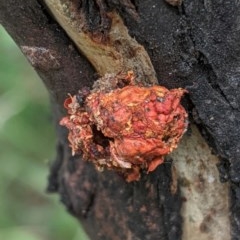 Mataeomera (genus) at Deakin, ACT - 28 Dec 2020