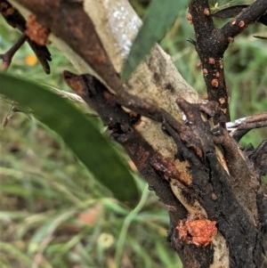 Mataeomera (genus) at Deakin, ACT - 28 Dec 2020