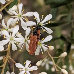 Porrostoma sp. (genus) at Hughes, ACT - 28 Dec 2020