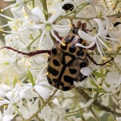 Neorrhina punctatum (Spotted flower chafer) at Hughes, ACT - 28 Dec 2020 by JackyF