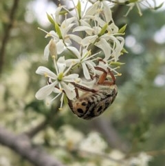 Neorrhina punctatum at Hughes, ACT - 28 Dec 2020