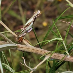 Lepidoptera unclassified ADULT moth at Hughes, ACT - 28 Dec 2020