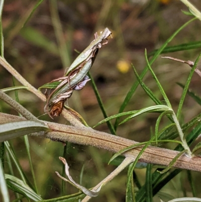 Lepidoptera unclassified ADULT moth (Unidentified - Moth) at Hughes, ACT - 28 Dec 2020 by JackyF