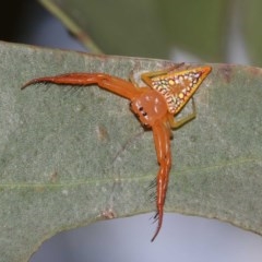 Arkys walckenaeri (Triangle spider) at ANBG - 29 Dec 2020 by TimL