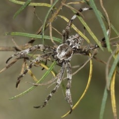 Backobourkia sp. (genus) (An orb weaver) at Downer, ACT - 29 Dec 2020 by TimL