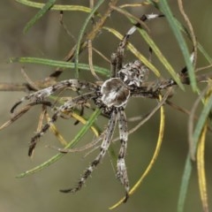 Backobourkia sp. (genus) (An orb weaver) at ANBG - 29 Dec 2020 by TimL