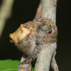 Dolophones sp. (genus) (Wrap-around spider) at ANBG - 29 Dec 2020 by TimL