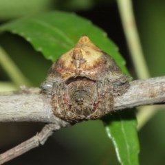 Dolophones sp. (genus) at Acton, ACT - 29 Dec 2020