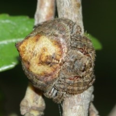 Dolophones sp. (genus) at Acton, ACT - suppressed