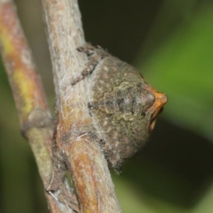 Dolophones sp. (genus) at Acton, ACT - suppressed