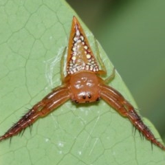 Arkys walckenaeri (Triangle spider) at ANBG - 29 Dec 2020 by TimL