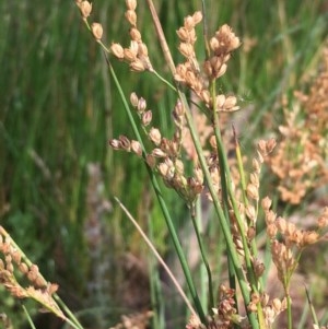 Juncus usitatus at Majura, ACT - 29 Dec 2020