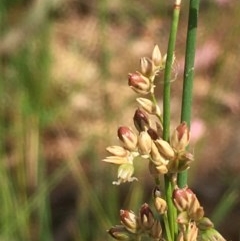 Juncus usitatus at Majura, ACT - 29 Dec 2020