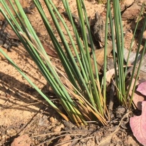 Juncus usitatus at Majura, ACT - 29 Dec 2020