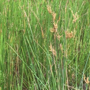 Juncus usitatus at Majura, ACT - 29 Dec 2020