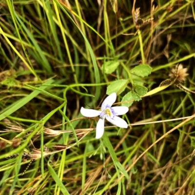 Isotoma fluviatilis subsp. australis (Swamp Isotome) at Googong, NSW - 28 Dec 2020 by Wandiyali