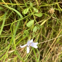 Isotoma fluviatilis subsp. australis at Googong, NSW - 29 Dec 2020