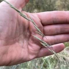 Festuca asperula (Graceful Fescue) at Googong, NSW - 30 Dec 2020 by Wandiyali