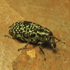 Chrysolopus spectabilis (Botany Bay Weevil) at Tharwa, ACT - 28 Dec 2020 by michaelb