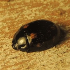 Paropsisterna octosignata (Eucalyptus leaf beetle) at Paddys River, ACT - 28 Dec 2020 by michaelb