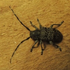 Ancita australis (Longicorn or longhorn beetle) at Paddys River, ACT - 28 Dec 2020 by MichaelBedingfield