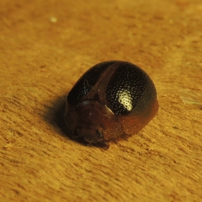 Dicranosterna immaculata (Acacia leaf beetle) at Tharwa, ACT - 28 Dec 2020 by MichaelBedingfield