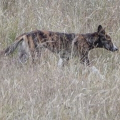 Canis lupus (Dingo / Wild Dog) at Paddys River, ACT - 29 Dec 2020 by WindyHen