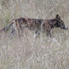 Canis lupus (Dingo / Wild Dog) at Tidbinbilla Nature Reserve - 29 Dec 2020 by WindyHen