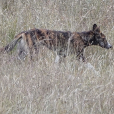 Canis lupus (Dingo / Wild Dog) at Tidbinbilla Nature Reserve - 29 Dec 2020 by WindyHen