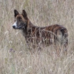 Canis lupus at Paddys River, ACT - 29 Dec 2020