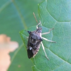 Oechalia schellenbergii (Spined Predatory Shield Bug) at Pollinator-friendly garden Conder - 28 Dec 2020 by michaelb