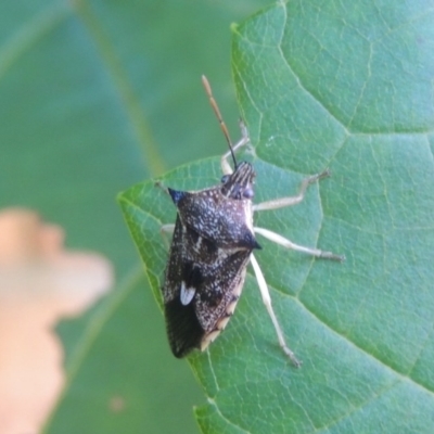 Oechalia schellenbergii (Spined Predatory Shield Bug) at Pollinator-friendly garden Conder - 28 Dec 2020 by michaelb