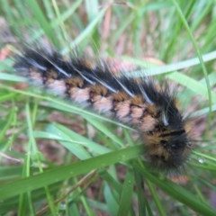 Anthela ocellata (Eyespot Anthelid moth) at Flynn, ACT - 29 Dec 2020 by Christine