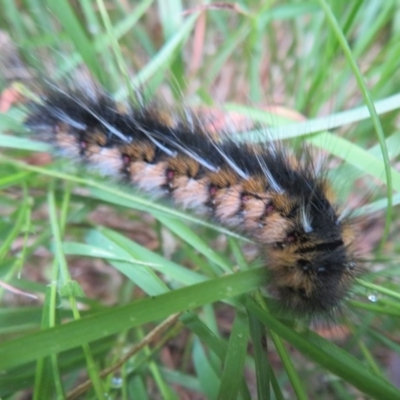 Anthela ocellata (Eyespot Anthelid moth) at Flynn, ACT - 28 Dec 2020 by Christine