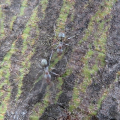 Iridomyrmex rufoniger (Tufted Tyrant Ant) at National Arboretum Woodland - 28 Dec 2020 by Christine