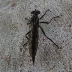 Cerdistus sp. (genus) (Slender Robber Fly) at Bruce, ACT - 28 Dec 2020 by Christine