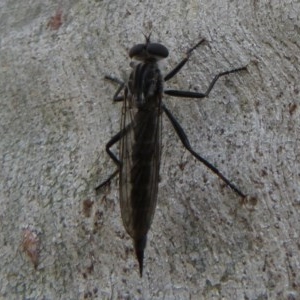 Cerdistus sp. (genus) at Bruce, ACT - 28 Dec 2020