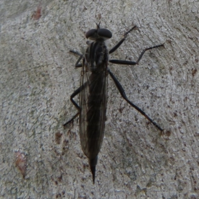 Cerdistus sp. (genus) (Yellow Slender Robber Fly) at Bruce, ACT - 28 Dec 2020 by Christine