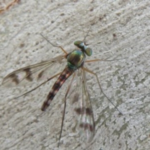 Heteropsilopus ingenuus at Black Mountain - 28 Dec 2020