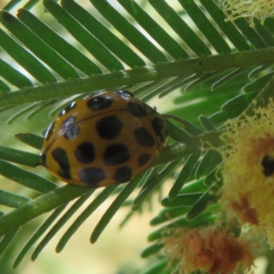 Harmonia conformis (Common Spotted Ladybird) at Bruce, ACT - 28 Dec 2020 by Christine