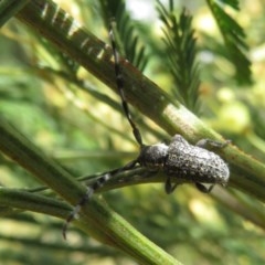 Ancita marginicollis (A longhorn beetle) at Bruce, ACT - 28 Dec 2020 by Christine