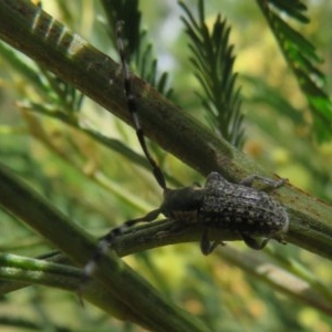 Ancita marginicollis at Bruce, ACT - 28 Dec 2020