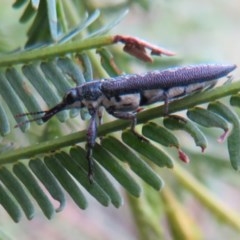 Rhinotia sp. (genus) (Unidentified Rhinotia weevil) at Bruce, ACT - 28 Dec 2020 by Christine