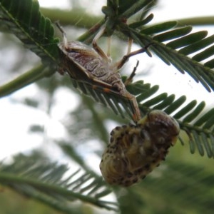 Pentatomidae (family) at Bruce, ACT - 28 Dec 2020