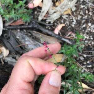 Gonocarpus tetragynus at Paddys River, ACT - 29 Dec 2020