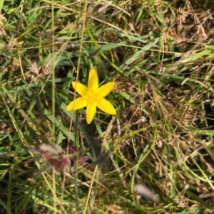 Hypoxis hygrometrica at Paddys River, ACT - 29 Dec 2020