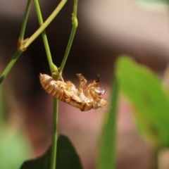 Cicadettini sp. (tribe) (Cicada) at Cook, ACT - 19 Dec 2020 by Tammy