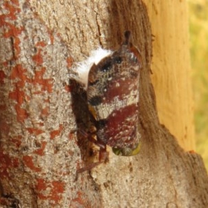 Platybrachys decemmacula at Bruce, ACT - 28 Dec 2020