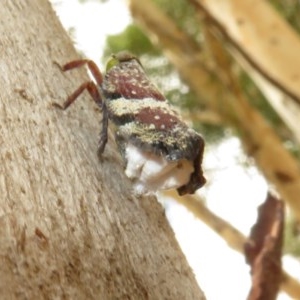 Platybrachys decemmacula at Bruce, ACT - 28 Dec 2020